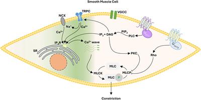 TRP channels: a provocative rationalization for local Ca2+ control in arterial tone development